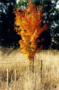 Autumn effect